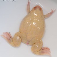 African Clawed Frog